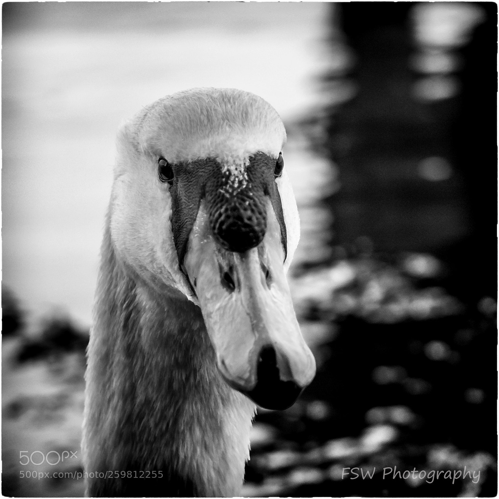 Sony a6000 sample photo. A swan... photography