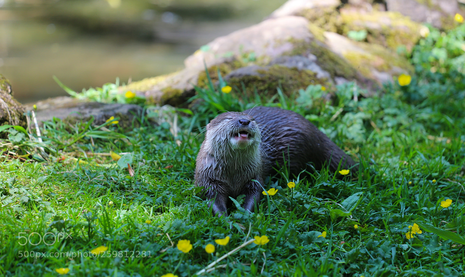 Canon EOS 6D sample photo. Smiling otter photography