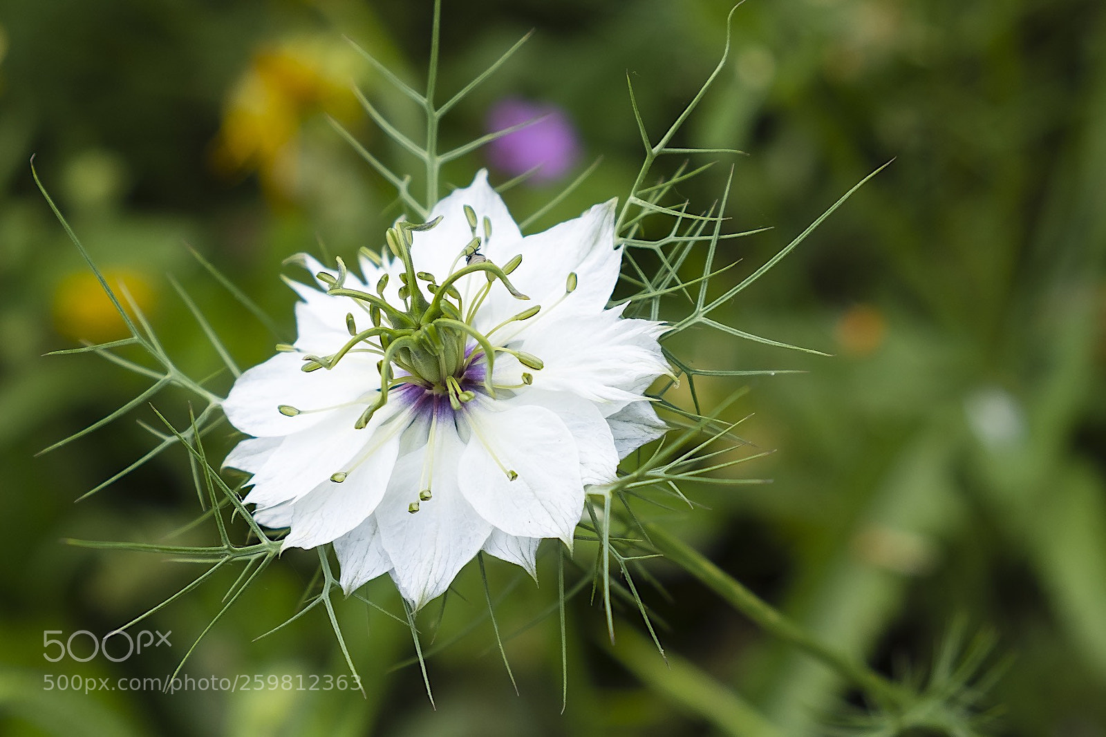 Fujifilm X-T20 sample photo. Nigelle blanche ! photography