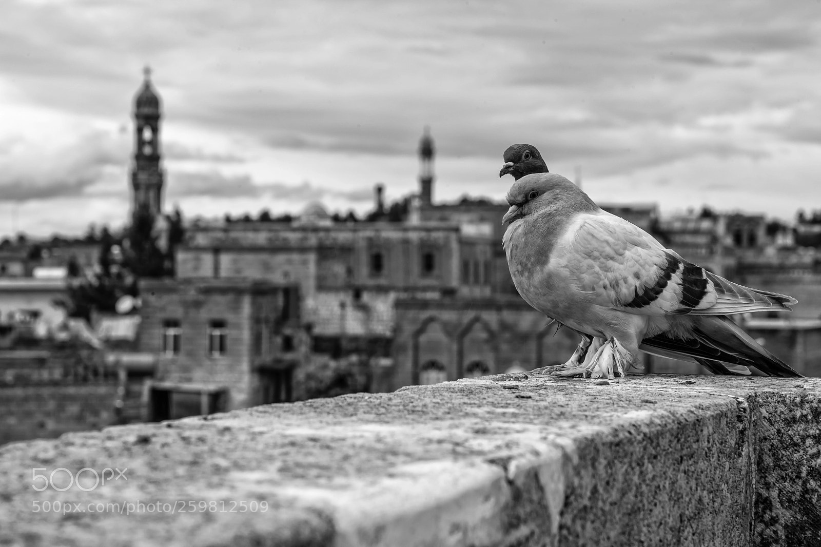 Canon EOS 5D Mark II sample photo. Lovebirds photography