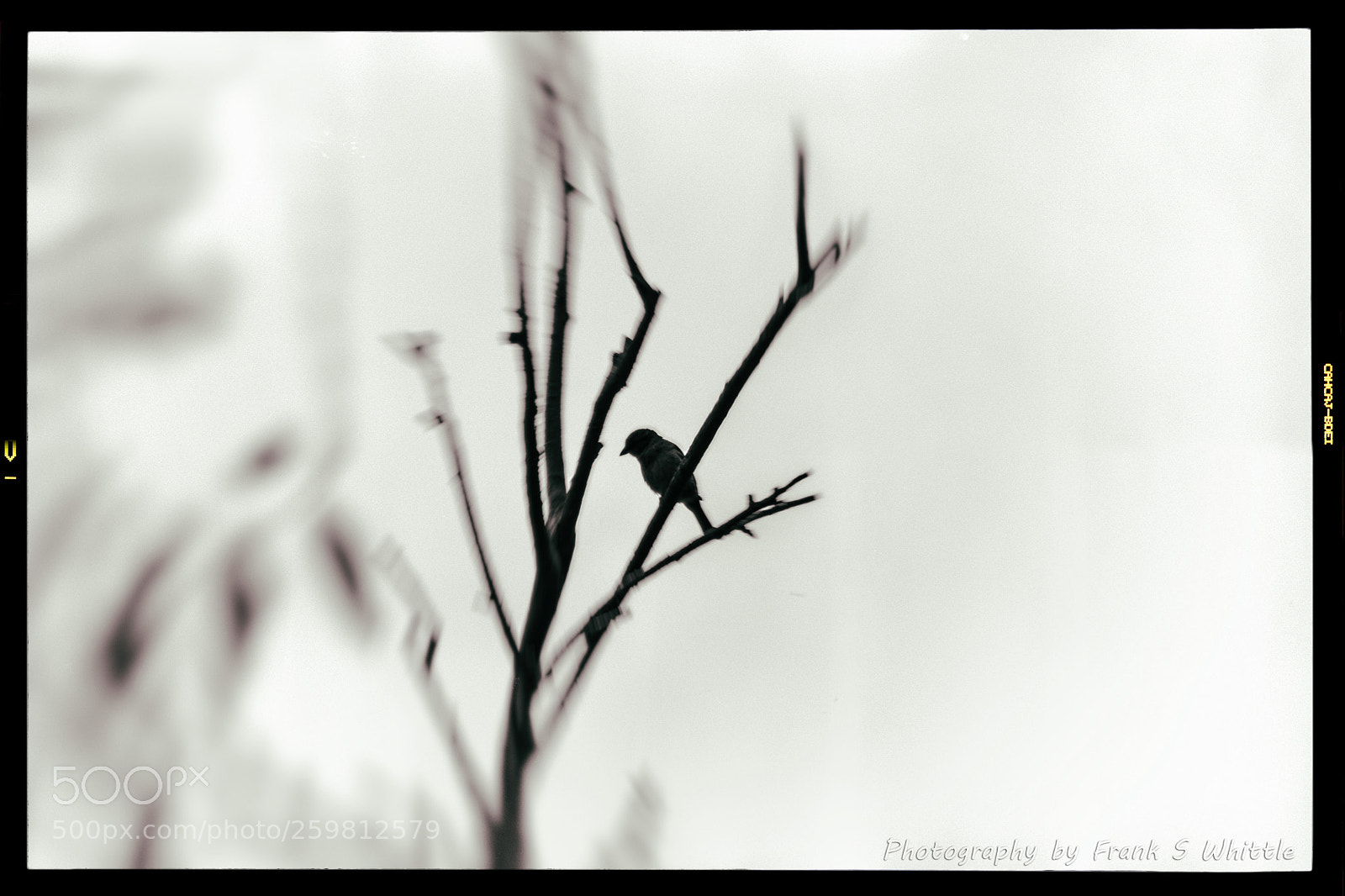 Nikon D7100 sample photo. A bird... photography