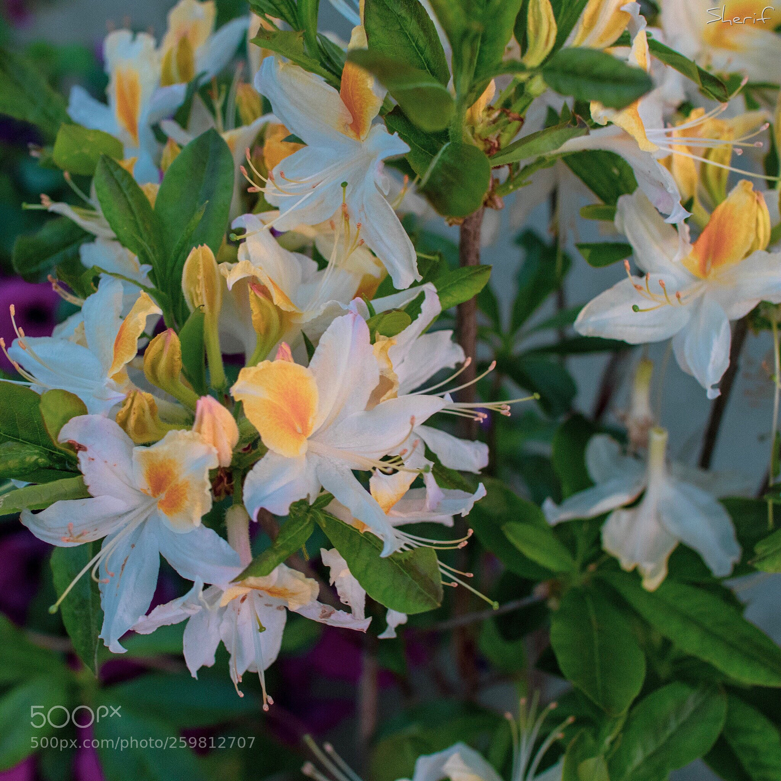 Canon EOS 750D (EOS Rebel T6i / EOS Kiss X8i) sample photo. Morning  photography