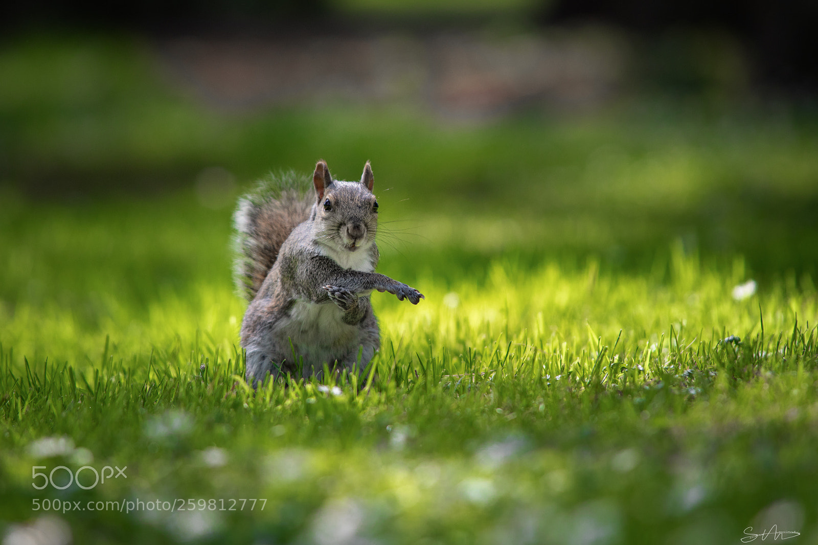Canon EOS 5D Mark IV sample photo. Healthy squirrel photography