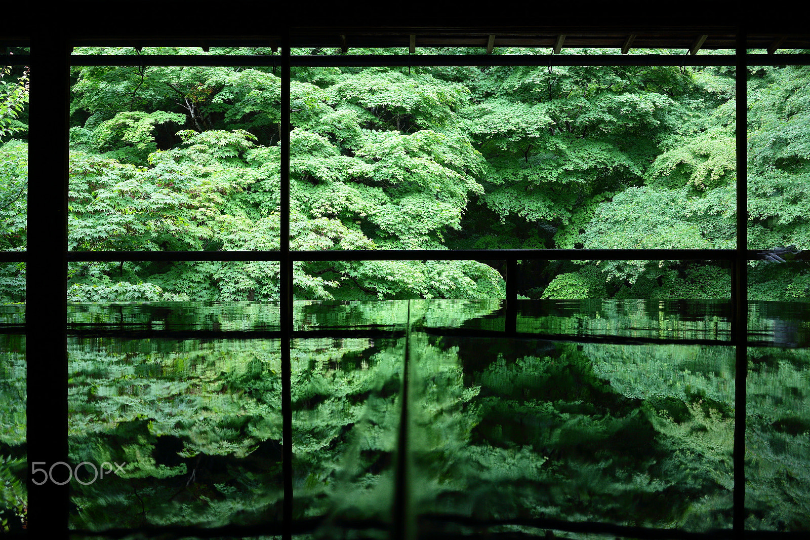 Canon EOS 100D (EOS Rebel SL1 / EOS Kiss X7) + Canon EF-S 18-55mm F3.5-5.6 IS STM sample photo. Green maple leaves photography