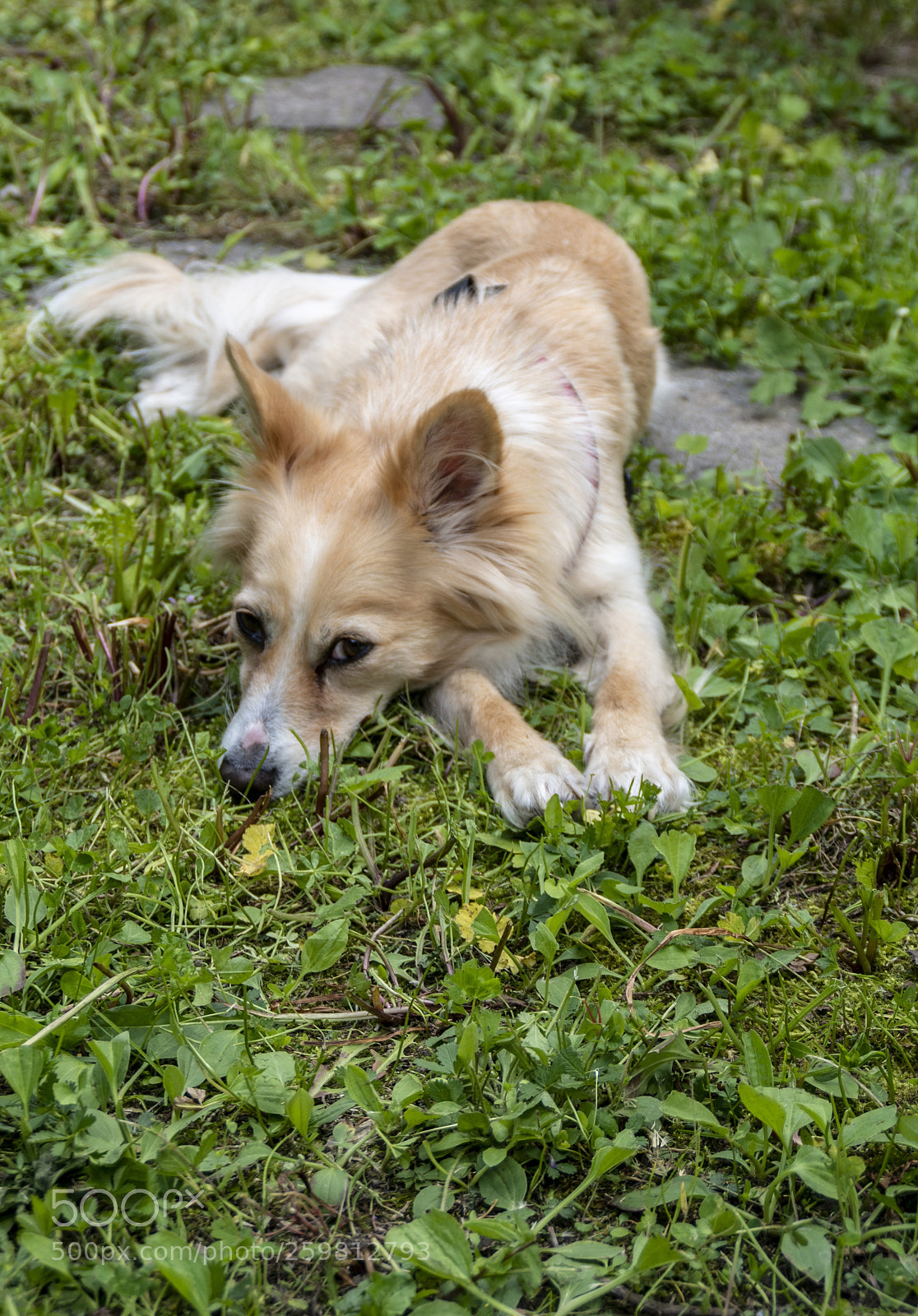 Pentax K-30 sample photo. Bonney si riposa photography