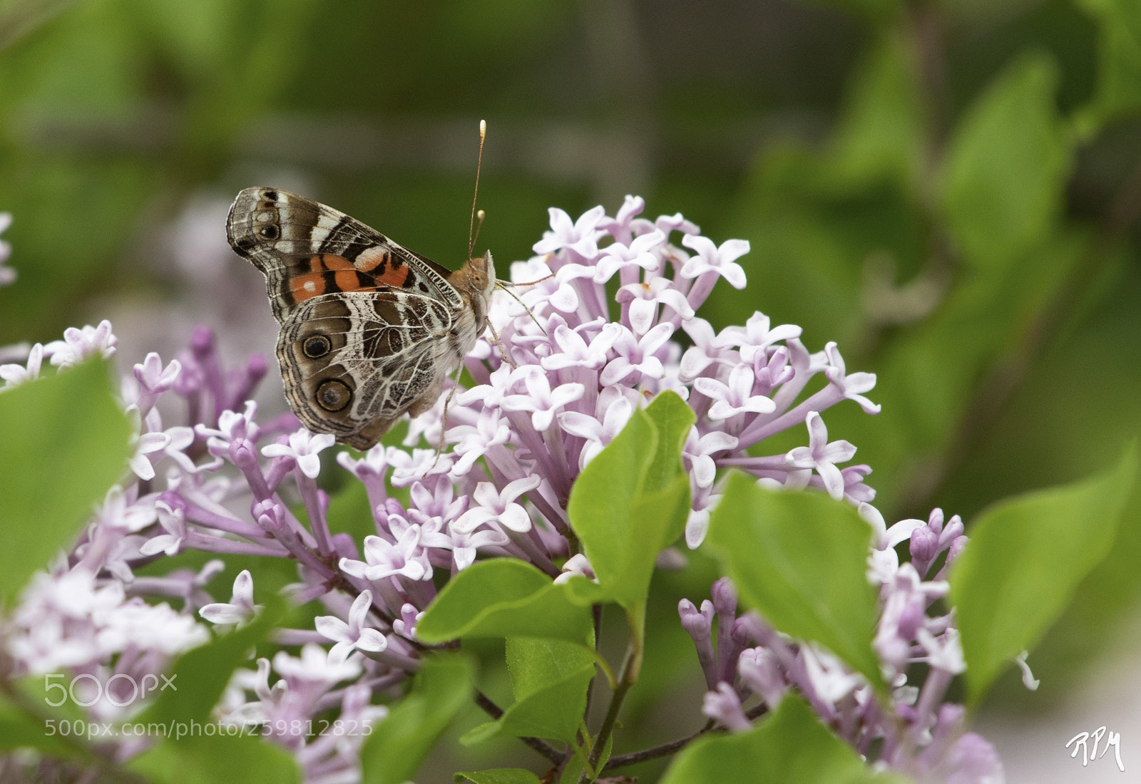 Nikon D500 sample photo. The lilacs and the photography