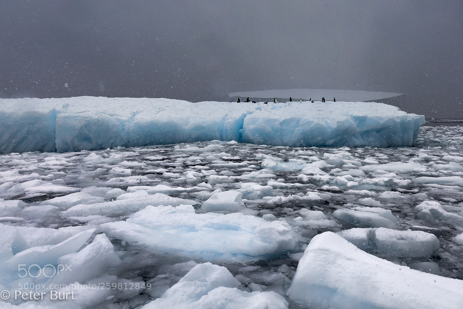Canon EOS 5D Mark IV sample photo. Cool penguins photography
