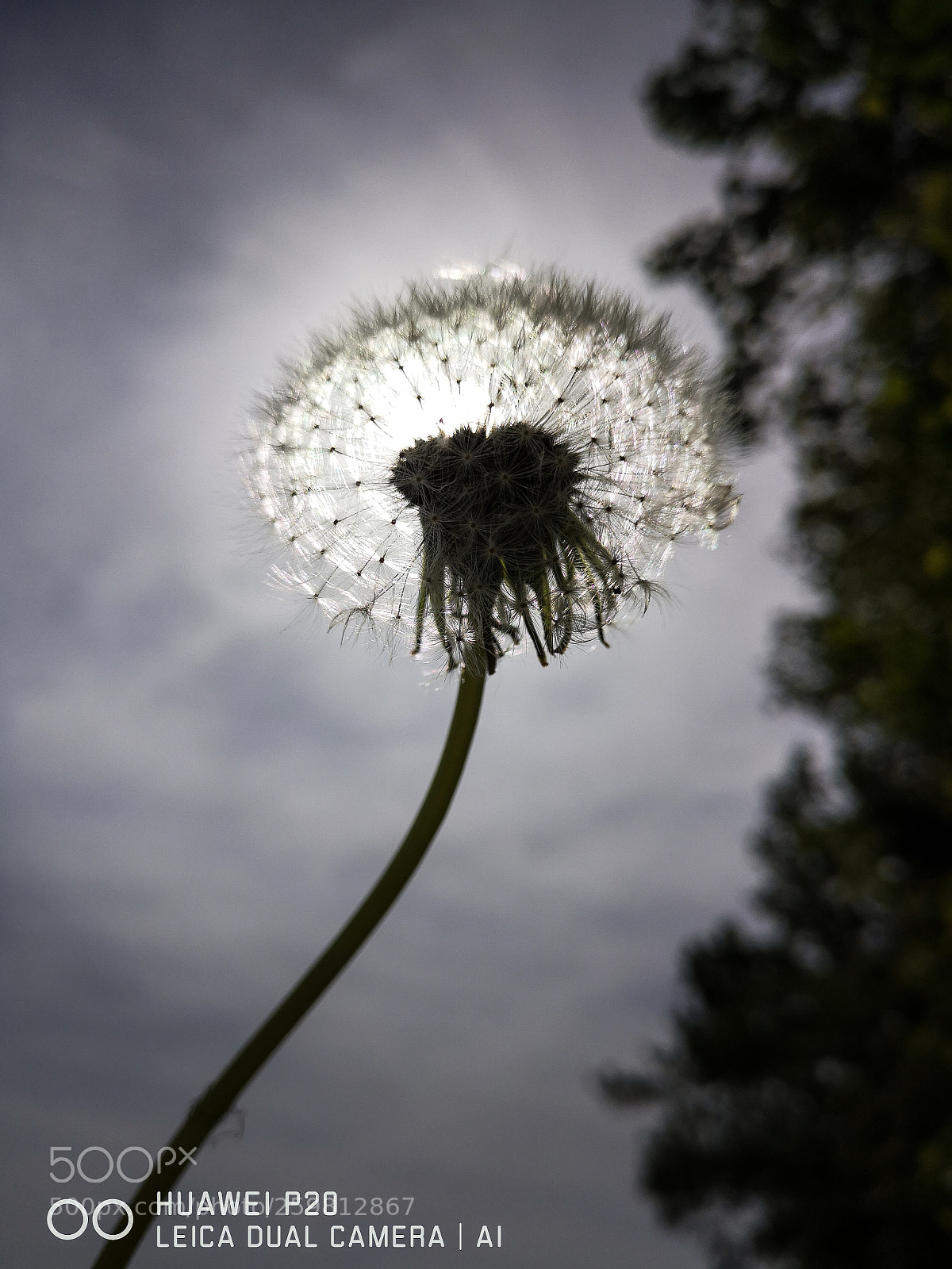 HUAWEI P20 sample photo. Untitled photography