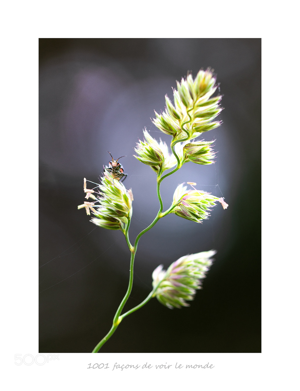 Canon EOS 7D Mark II sample photo. S'observer photography