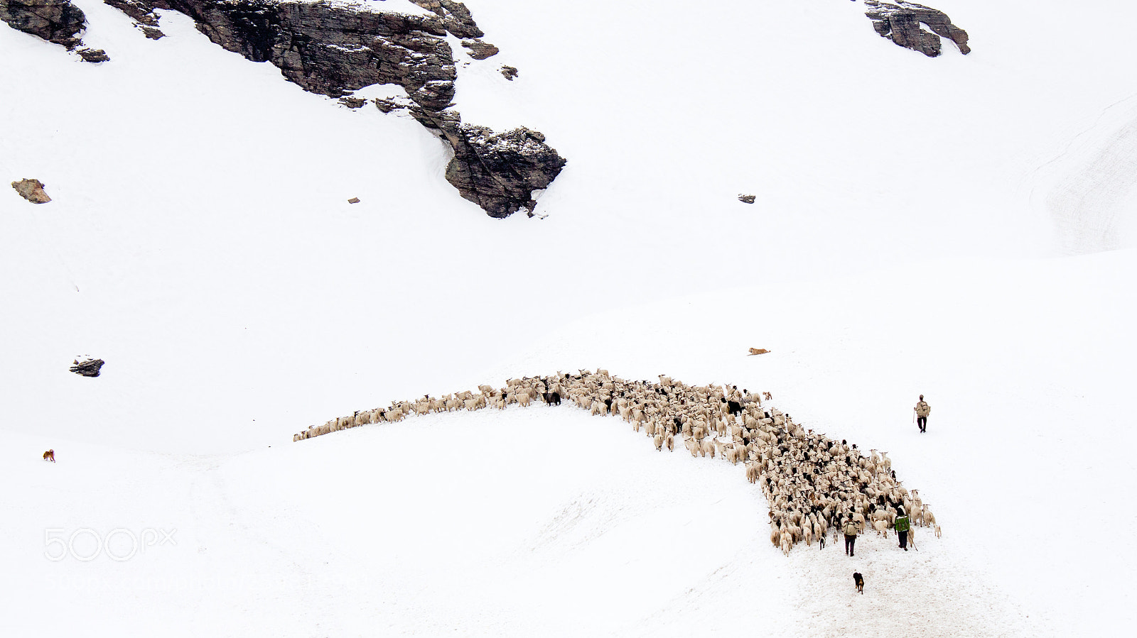Canon EOS 700D (EOS Rebel T5i / EOS Kiss X7i) sample photo. Group of sheep passing photography