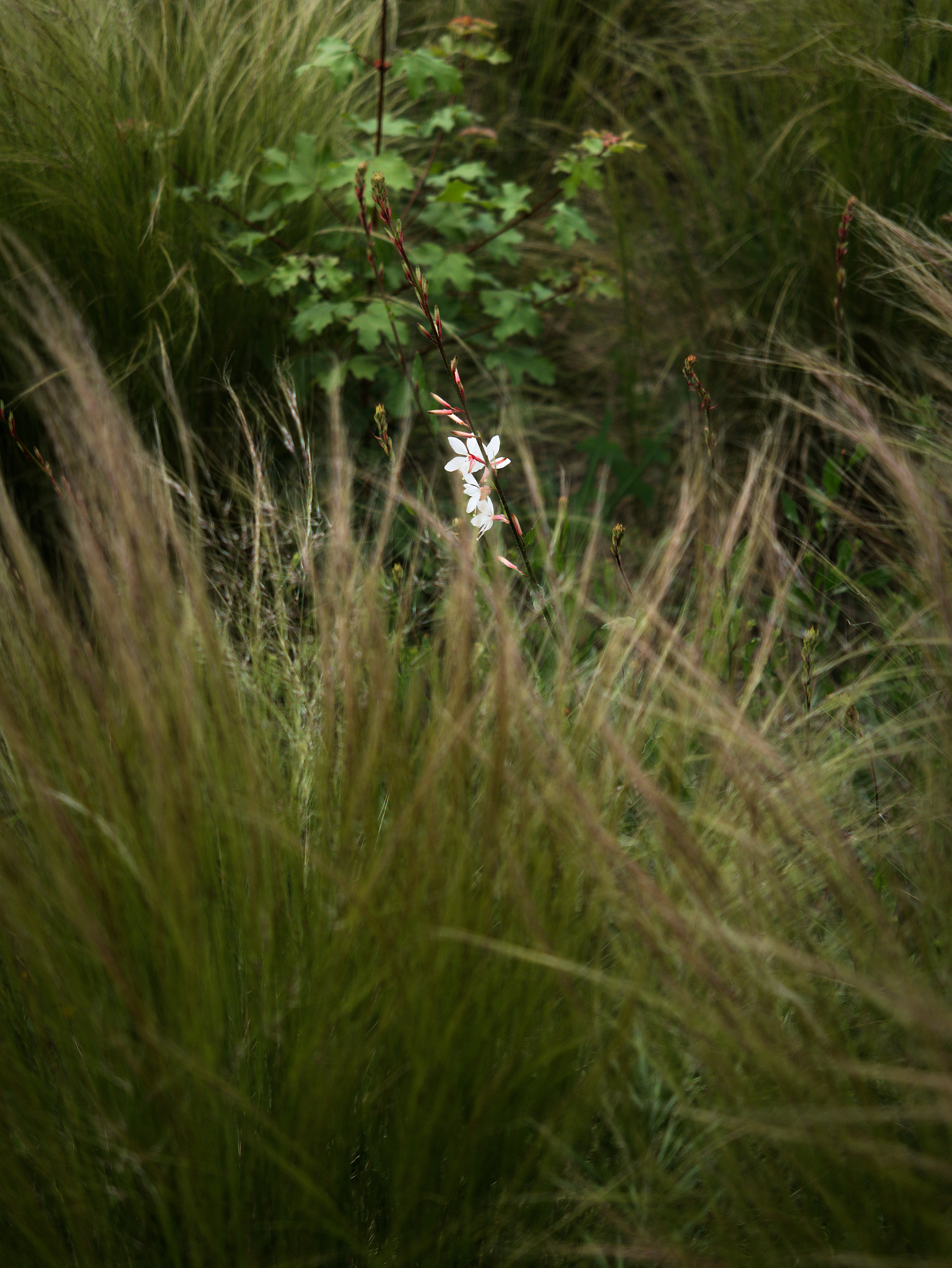 Panasonic Lumix DC-GX9 sample photo. *** photography