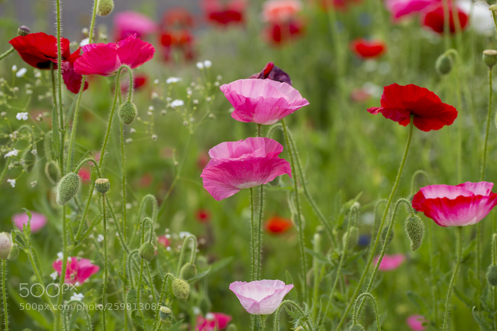 Canon EOS 6D sample photo. Spring poppies photography