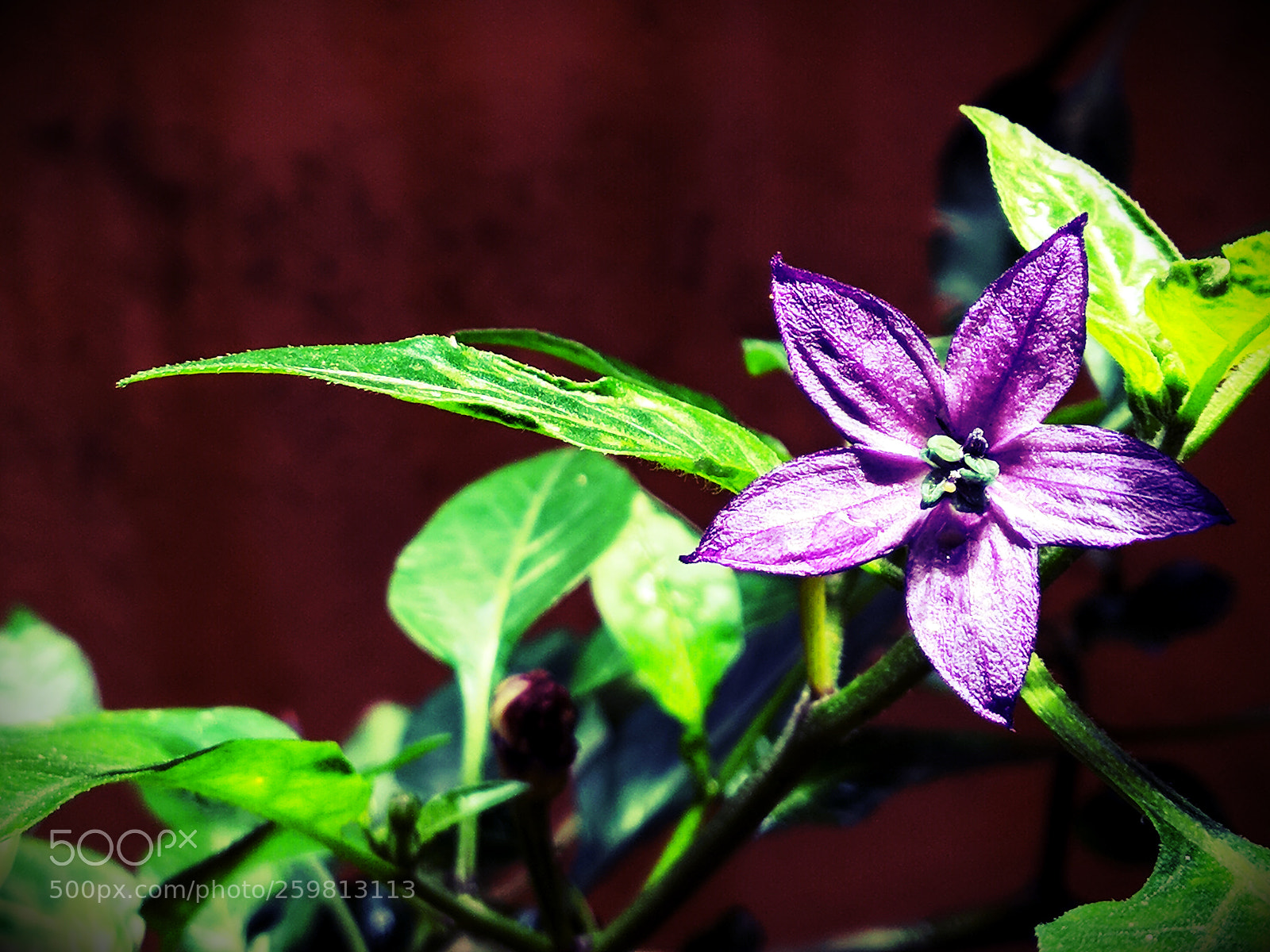 Xiaomi Mi A1 sample photo. Flower photography