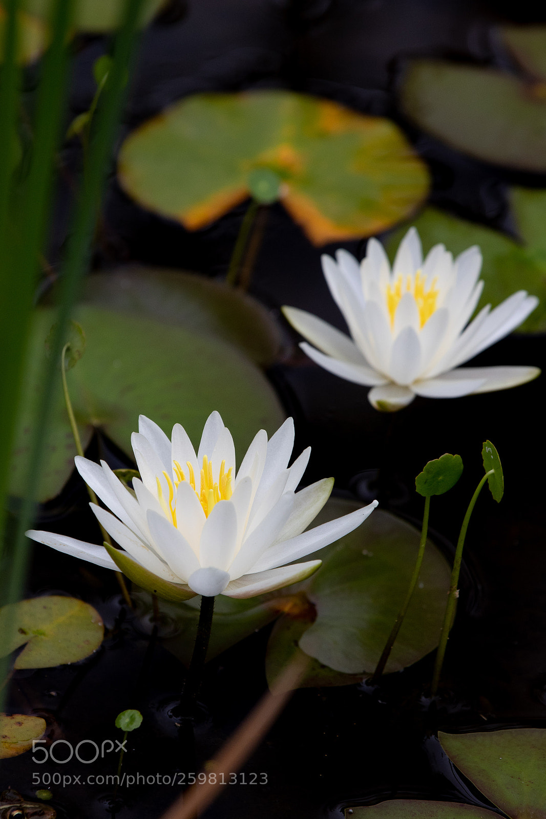 Canon EOS 7D Mark II sample photo. Waterlily photography