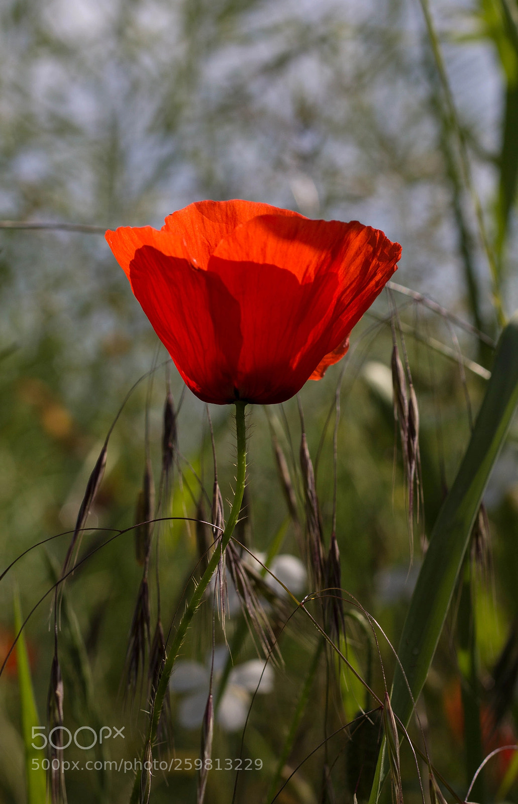 Canon EOS 600D (Rebel EOS T3i / EOS Kiss X5) sample photo. Coquelicot photography