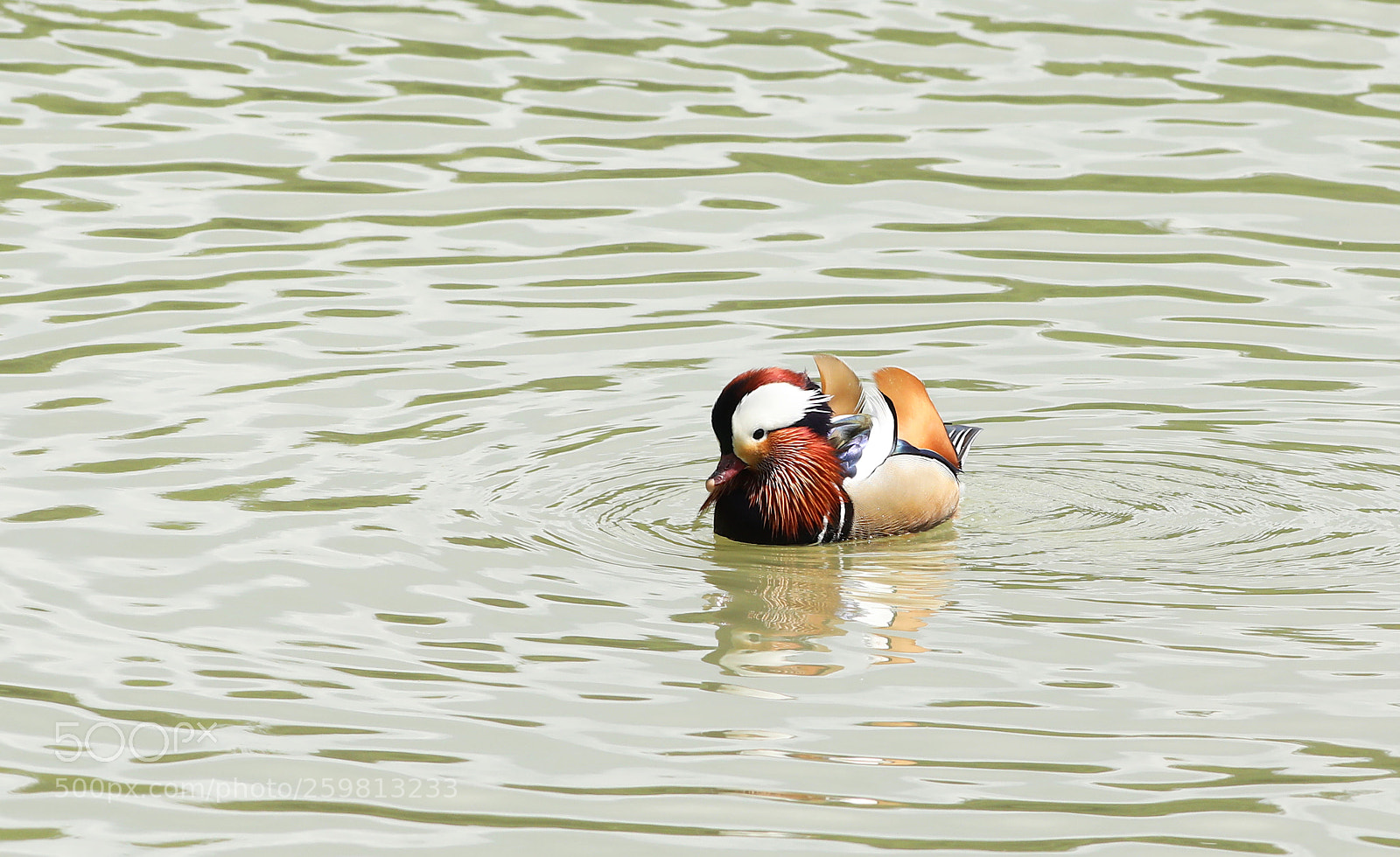 Canon EOS 5D Mark IV sample photo. The mandarin duck photography