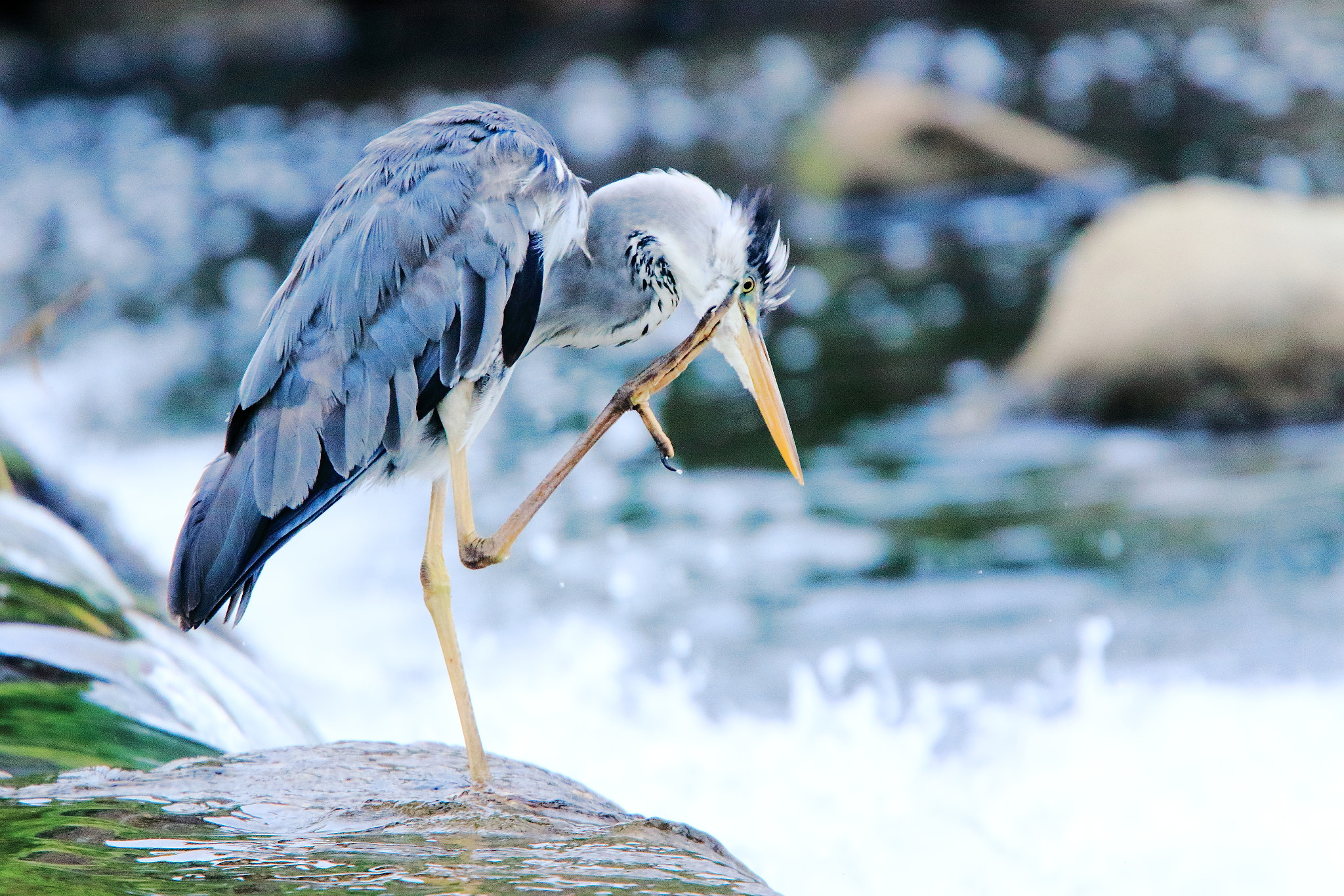 Canon EF 400mm F4.0 DO IS USM sample photo