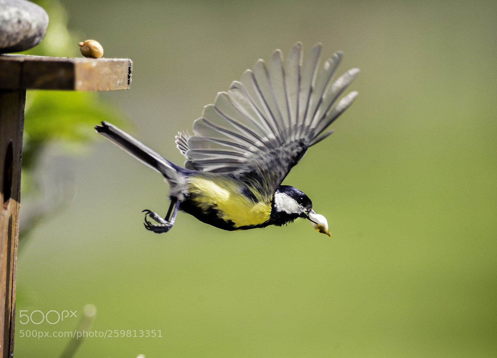 Nikon D610 sample photo. Flying bird photography