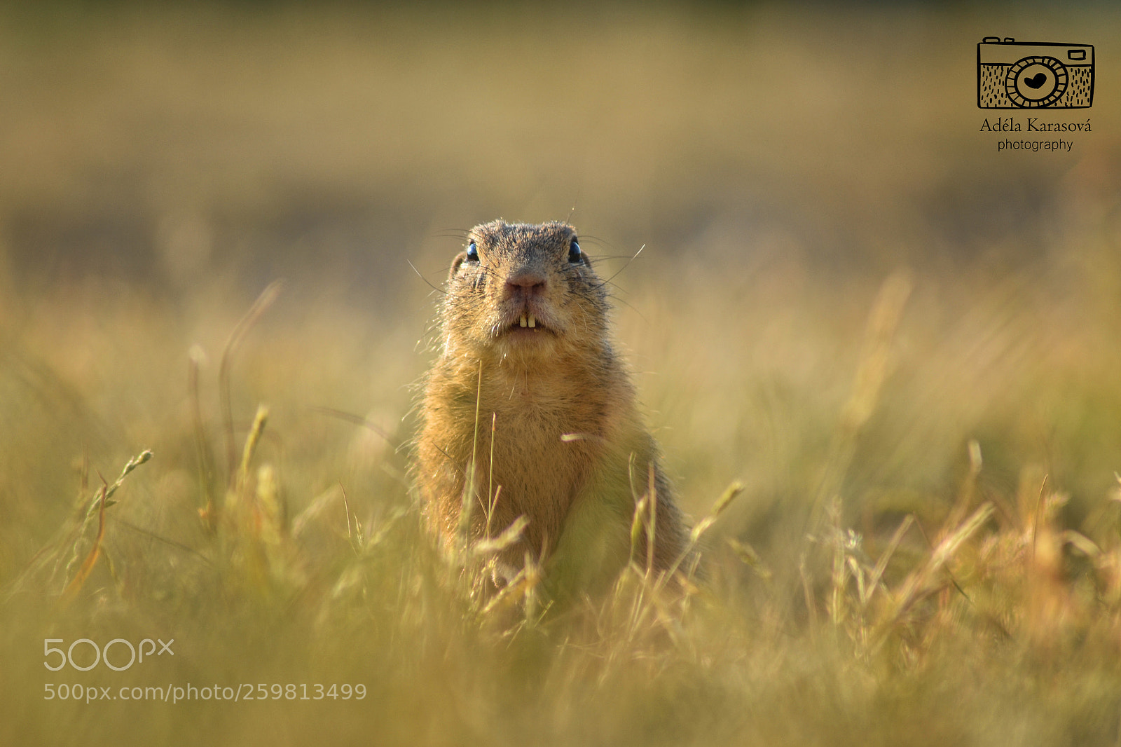 Nikon D3100 sample photo. Ground squirrel on a photography