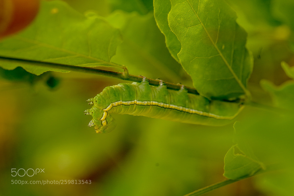 Pentax K-S2 sample photo. Green caterpillar photography