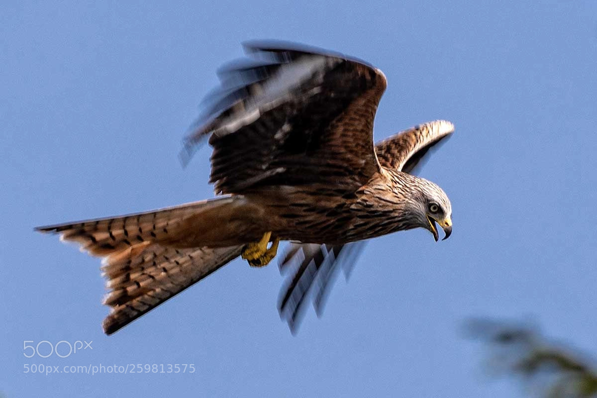 Canon EOS 5D Mark IV sample photo. Red kite. photography