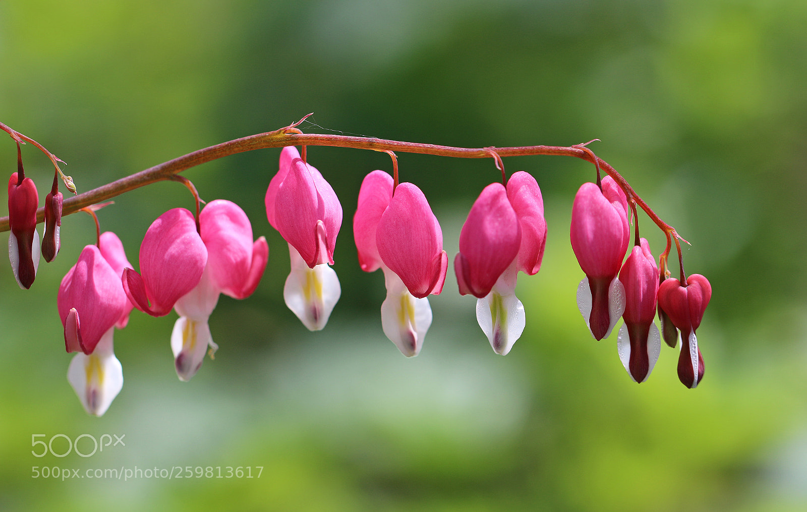 Canon EOS 70D sample photo. String of hearts photography