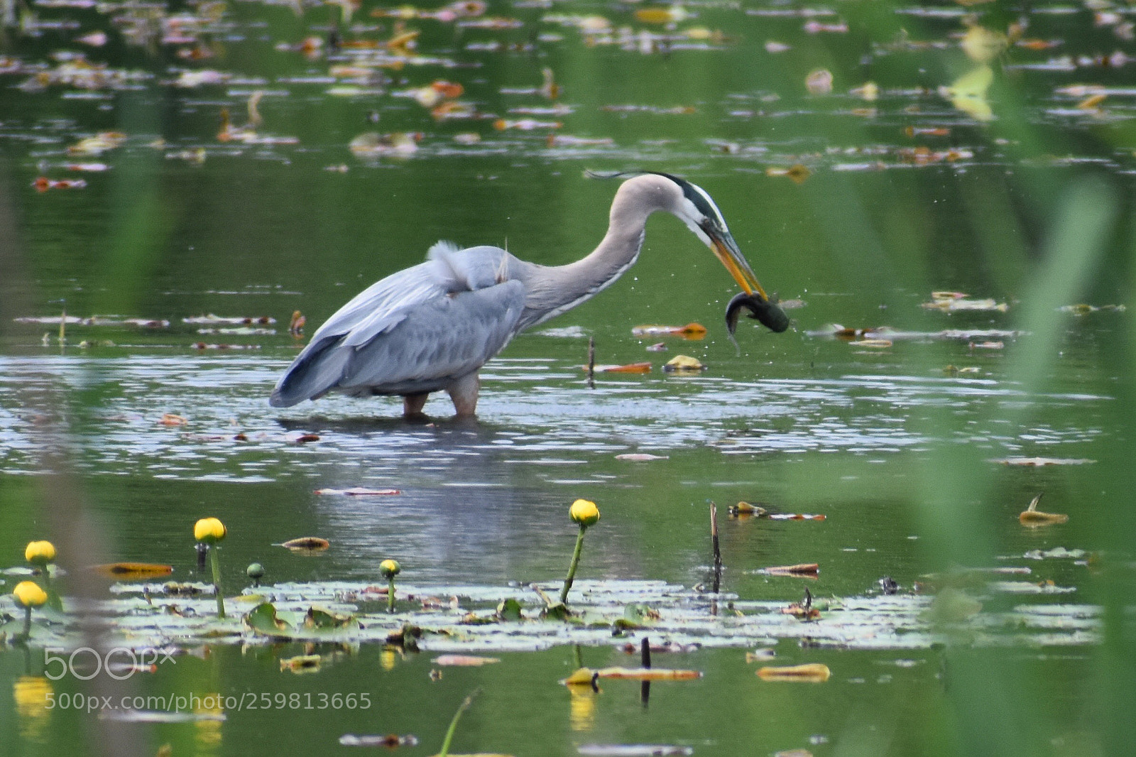 Nikon D3400 sample photo. Great blue heron  photography