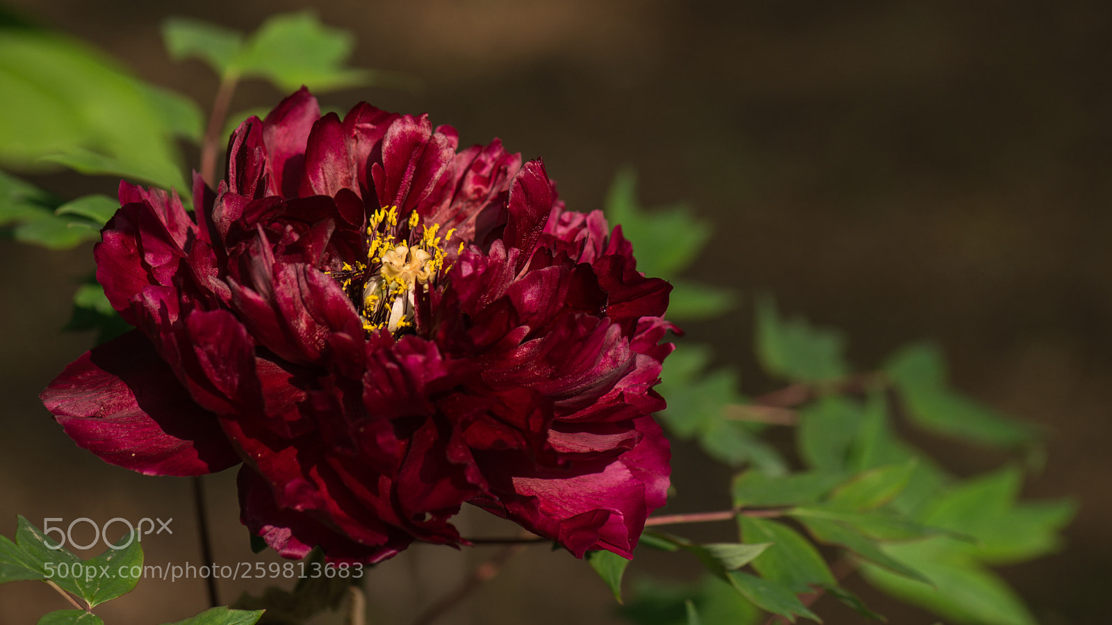Nikon D800E sample photo. Subshrubby peony flower photography