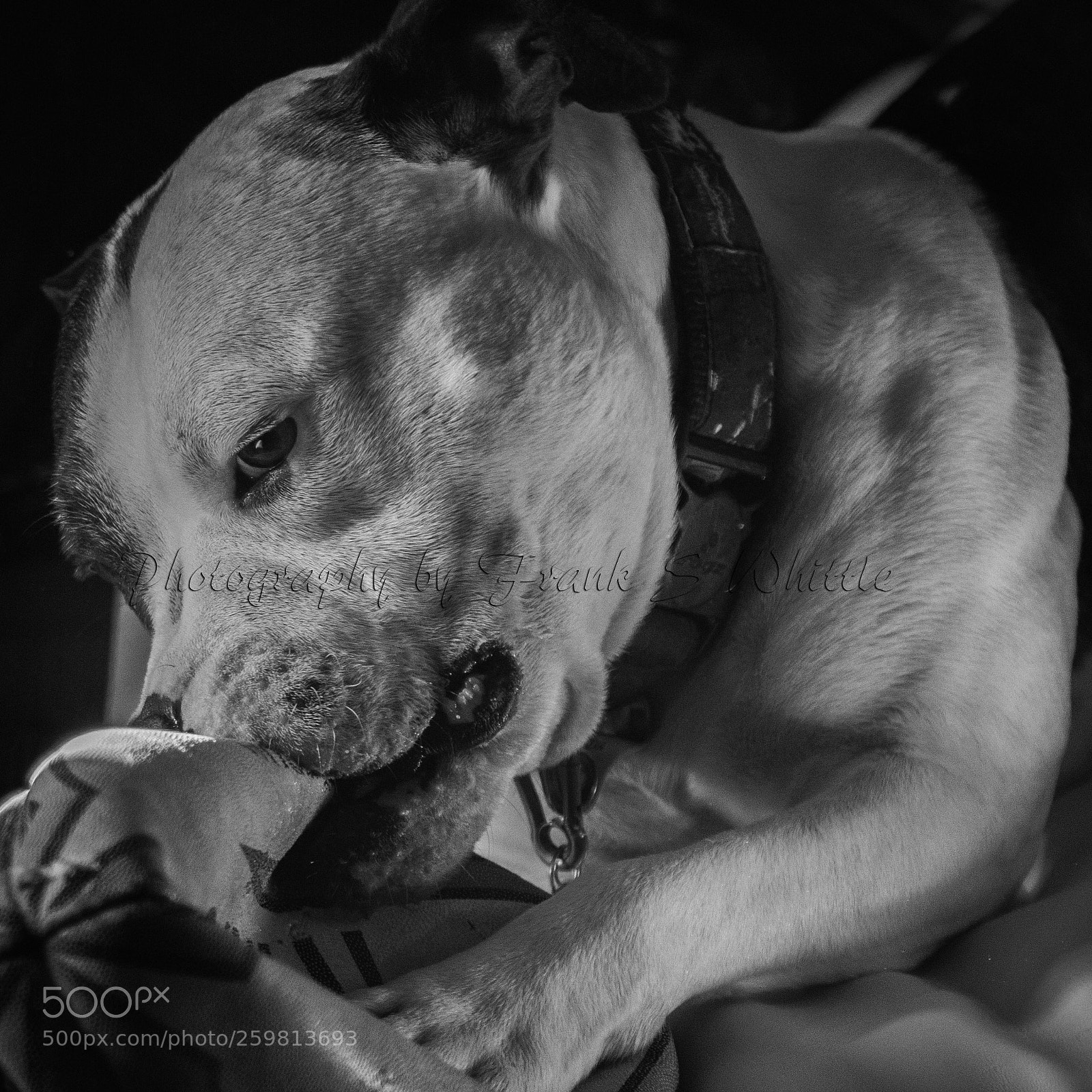 Nikon D7000 sample photo. Leo aka big boy photography