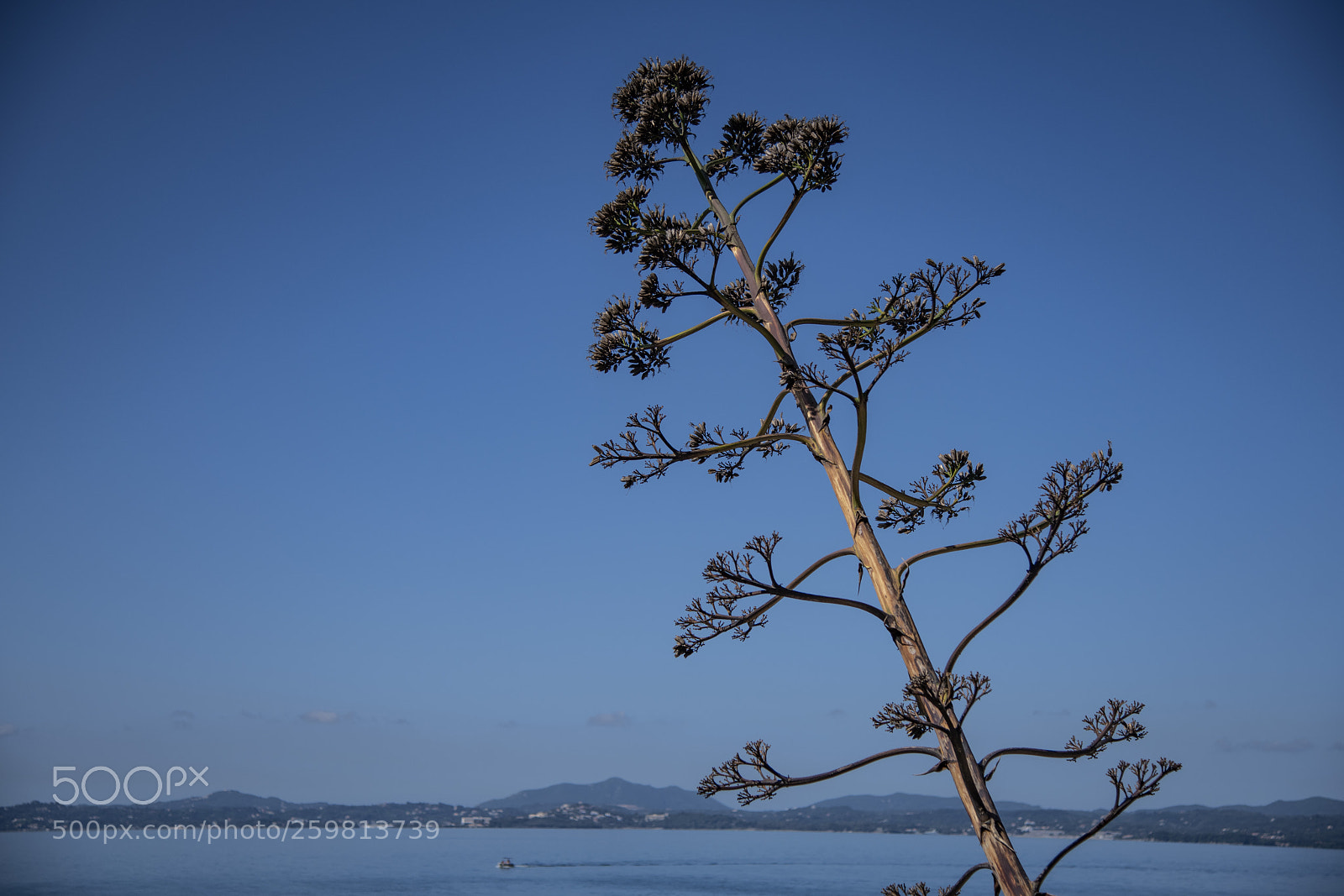 Nikon D850 sample photo. Korfu photography