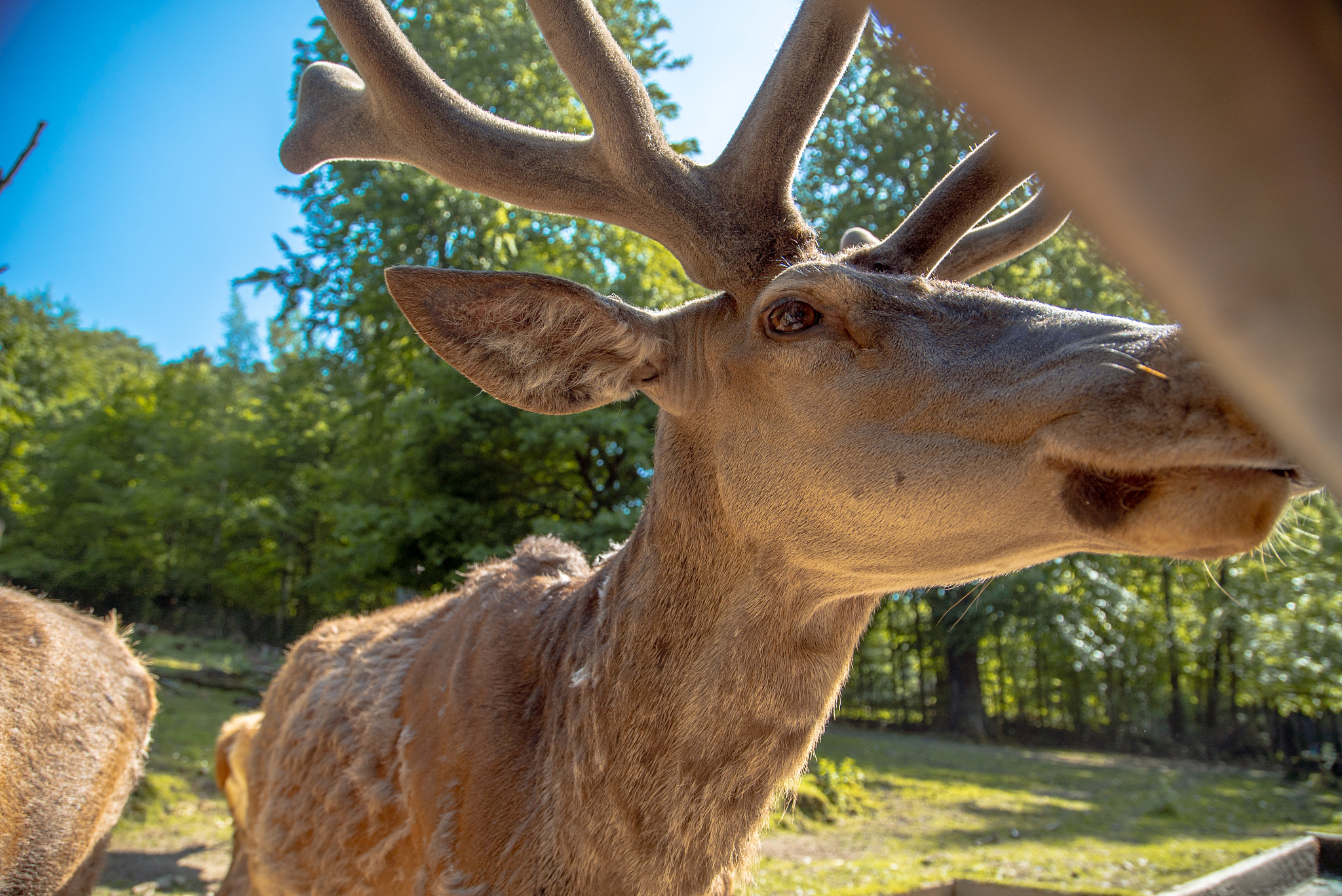 Sony a7S II sample photo. Deer in olderdissen, bielefeld, germany photography