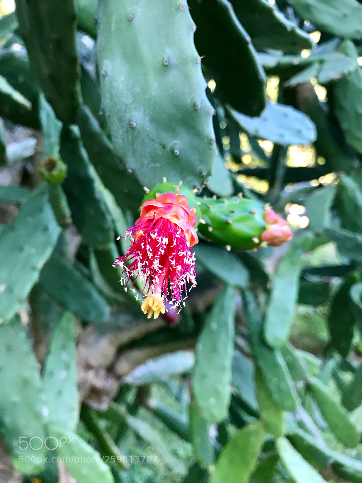 Apple iPhone 7 Plus sample photo. Flower photography