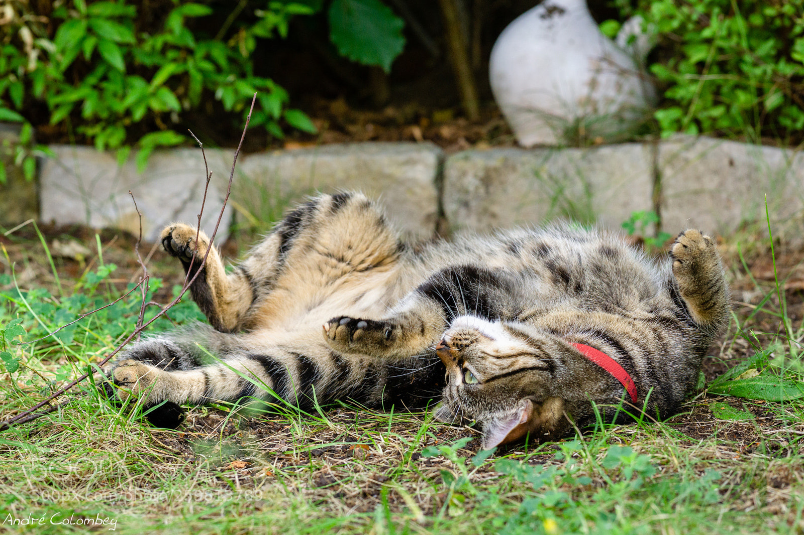 Sony a6000 sample photo. Happy cat photography