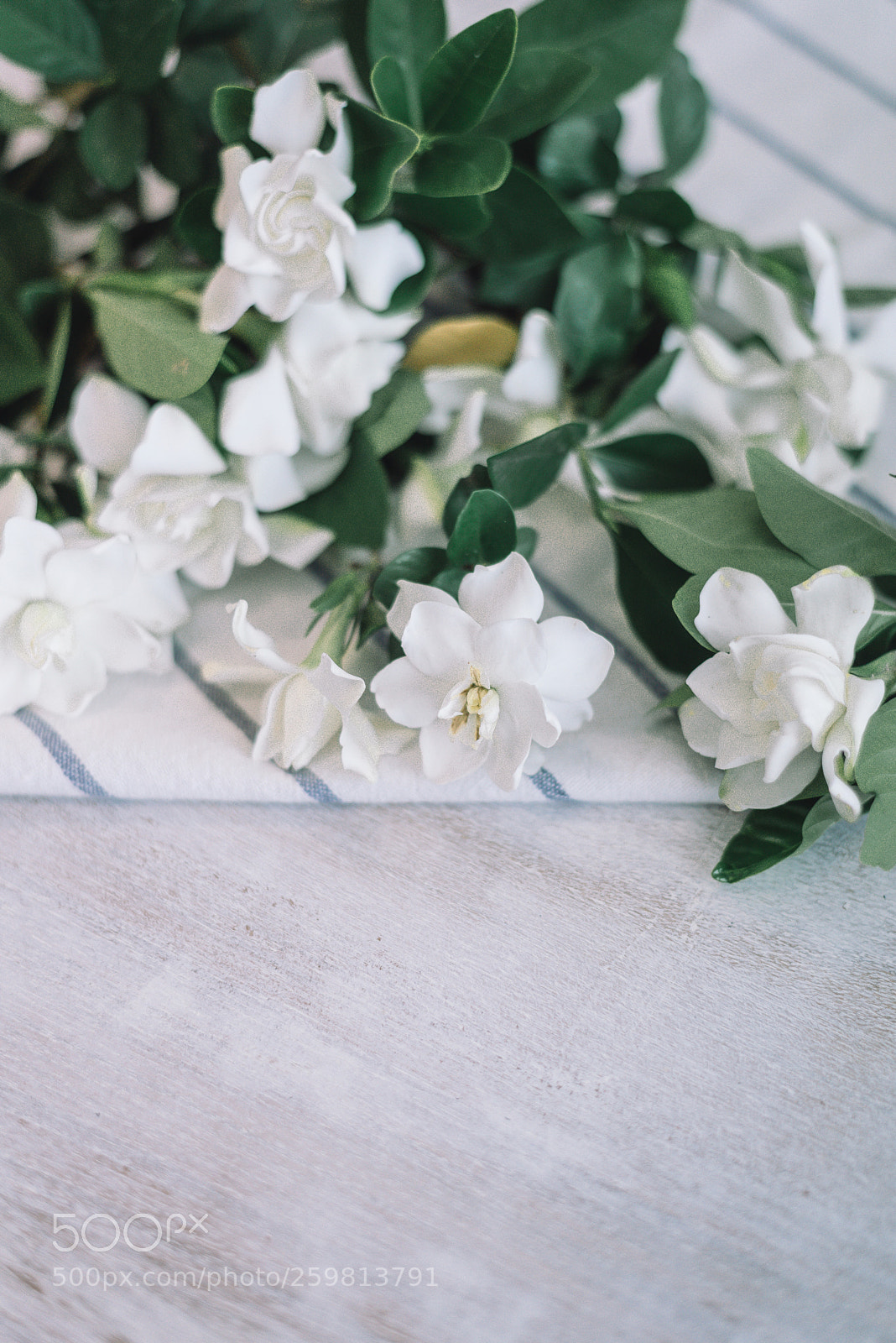 Nikon D750 sample photo. White photography