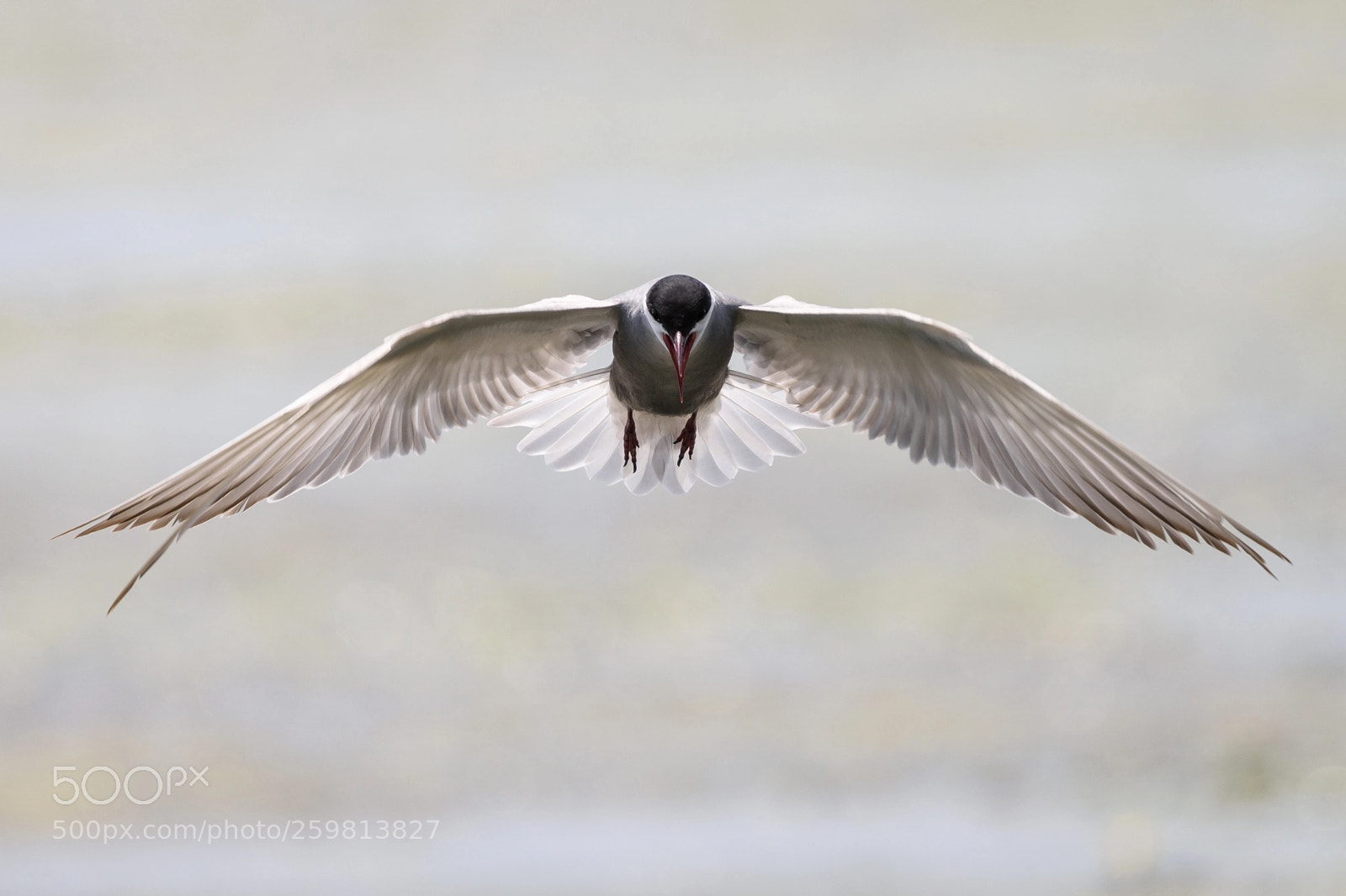 Nikon D7200 sample photo. Whiskered tern photography