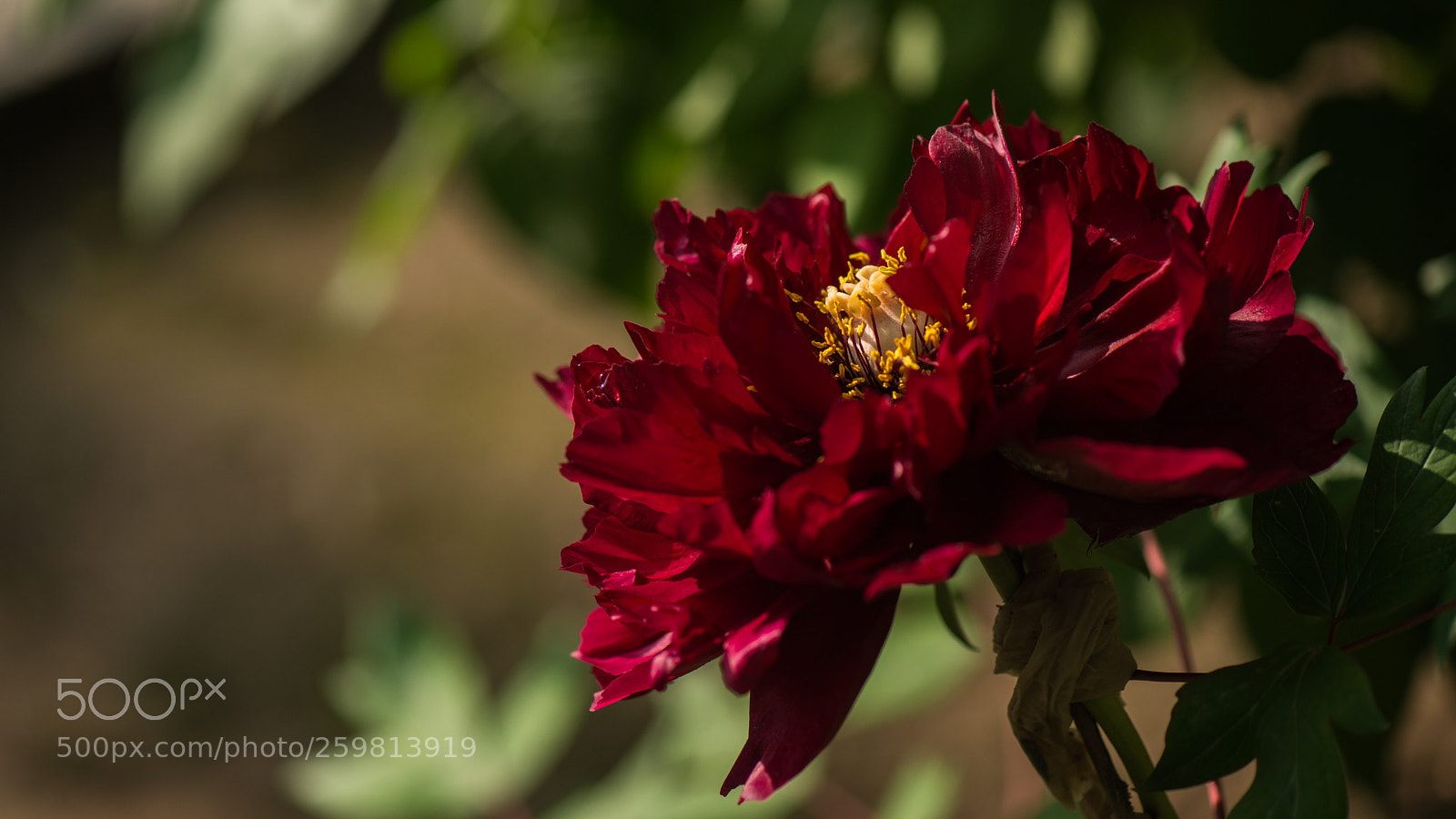 Nikon D800E sample photo. Subshrubby peony flower photography