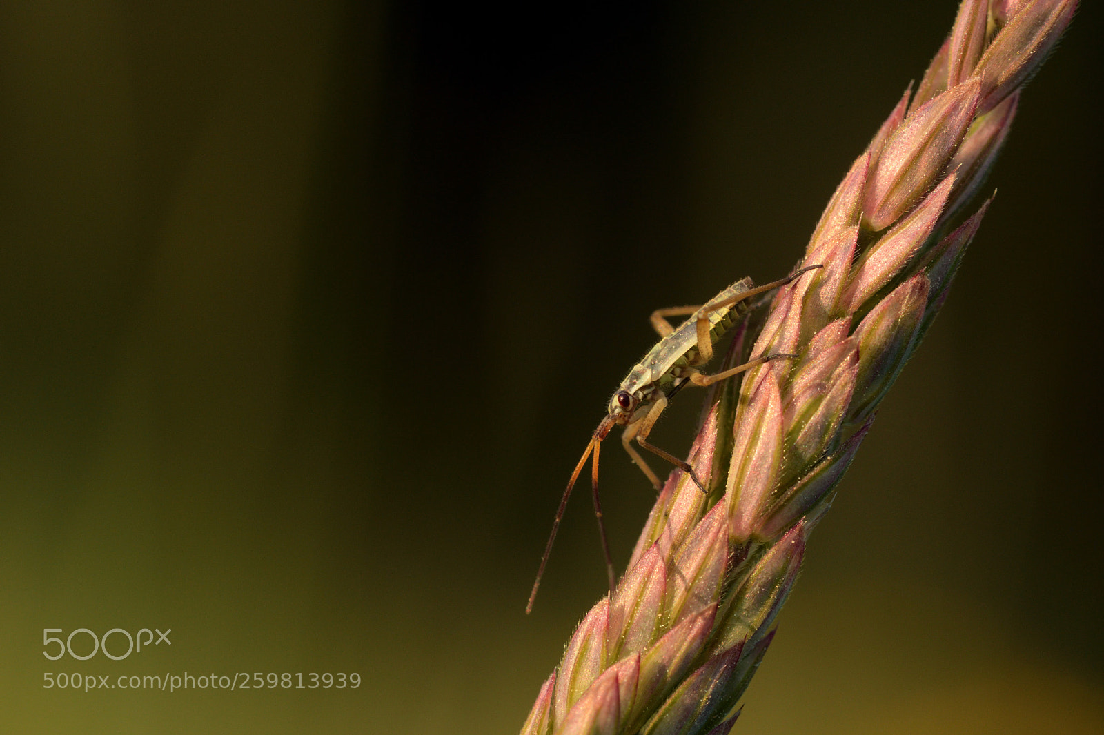 Nikon D7500 sample photo. Unidentified bug photography