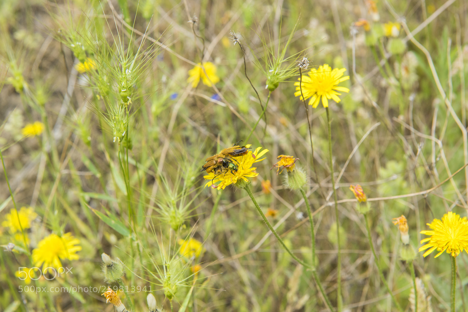 Nikon D810 sample photo. Yaz çiçekleri photography
