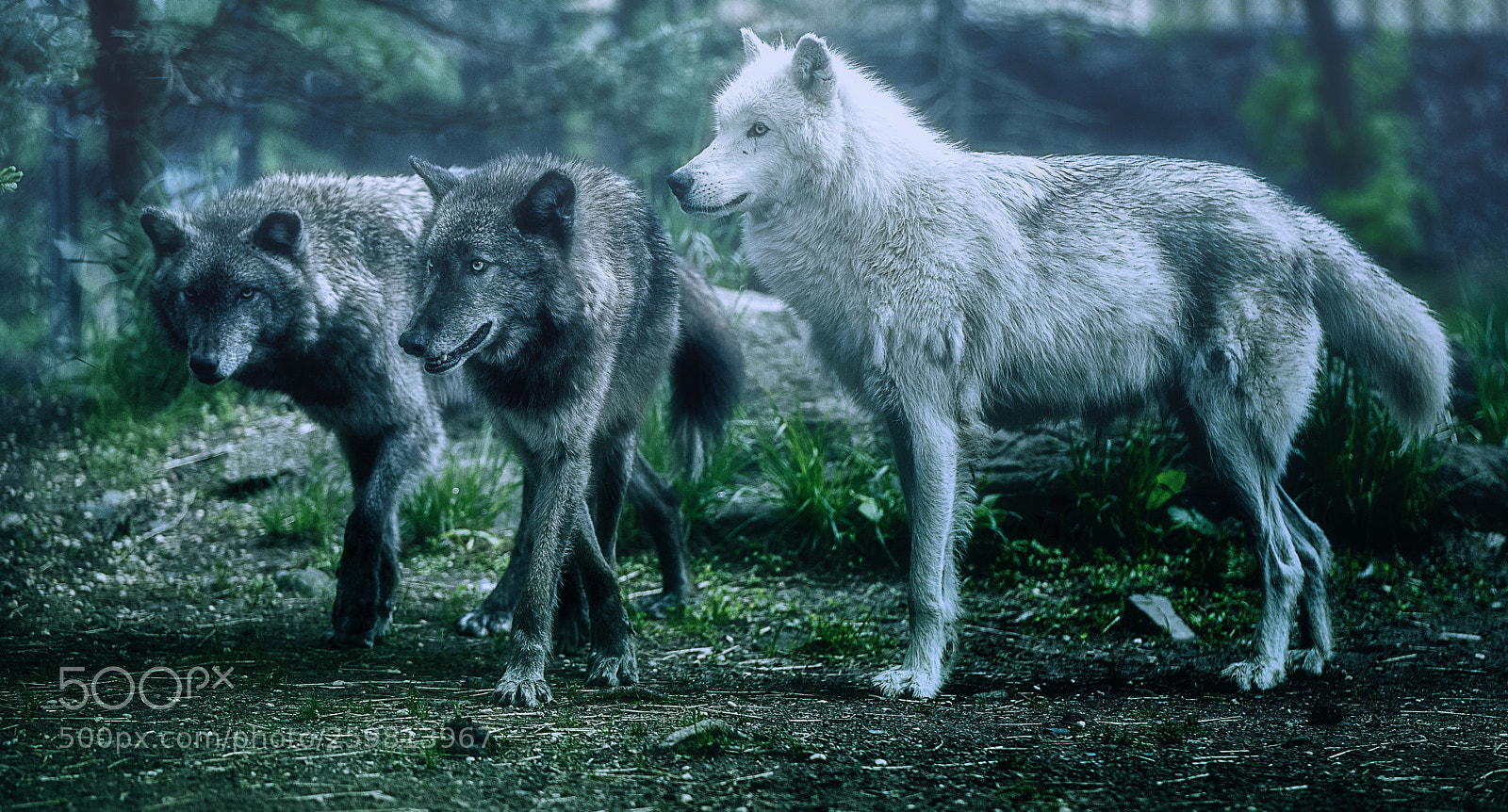 Nikon D810 sample photo. The great wolf team photography