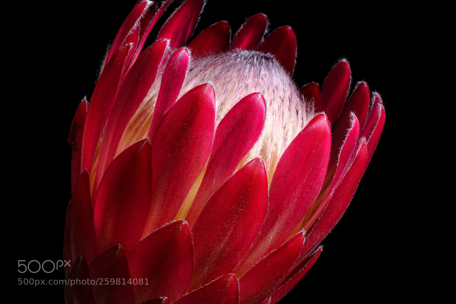 Sony a7R III sample photo. Protea photography