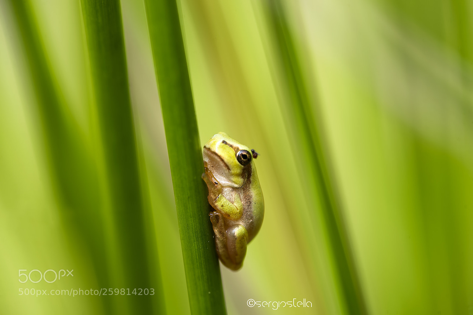 Nikon D610 sample photo. Piccola raganella____ photography