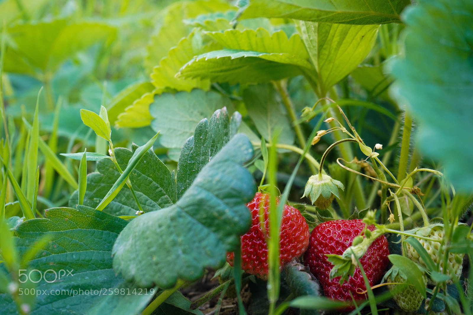 Sony a7 III sample photo. Dsc photography