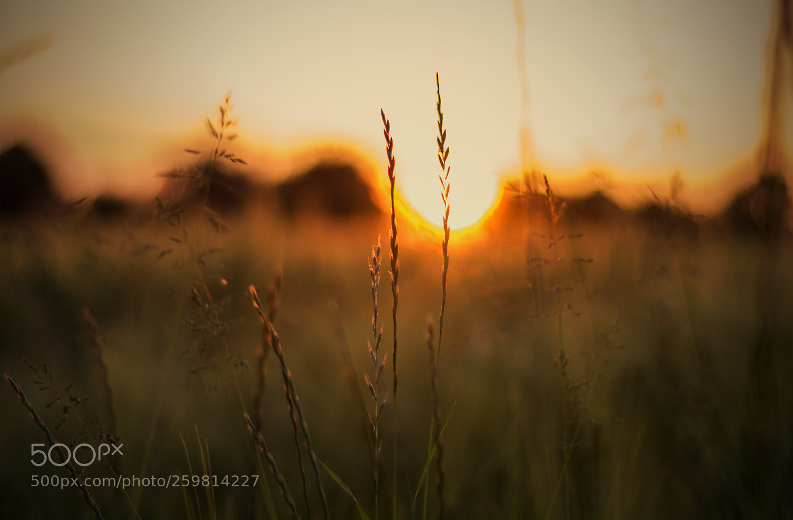 Nikon D7100 sample photo. S u n s photography