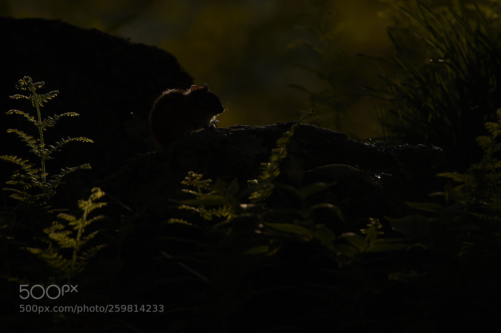 Nikon D500 sample photo. Eastern chipmunk photography