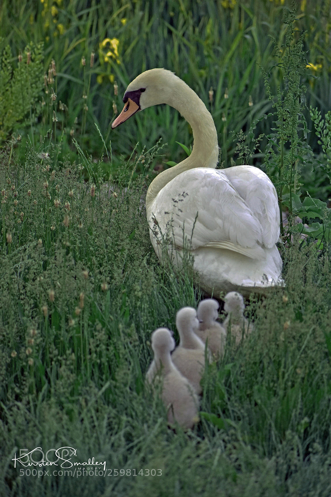 Nikon D3400 sample photo. Follow the leader photography