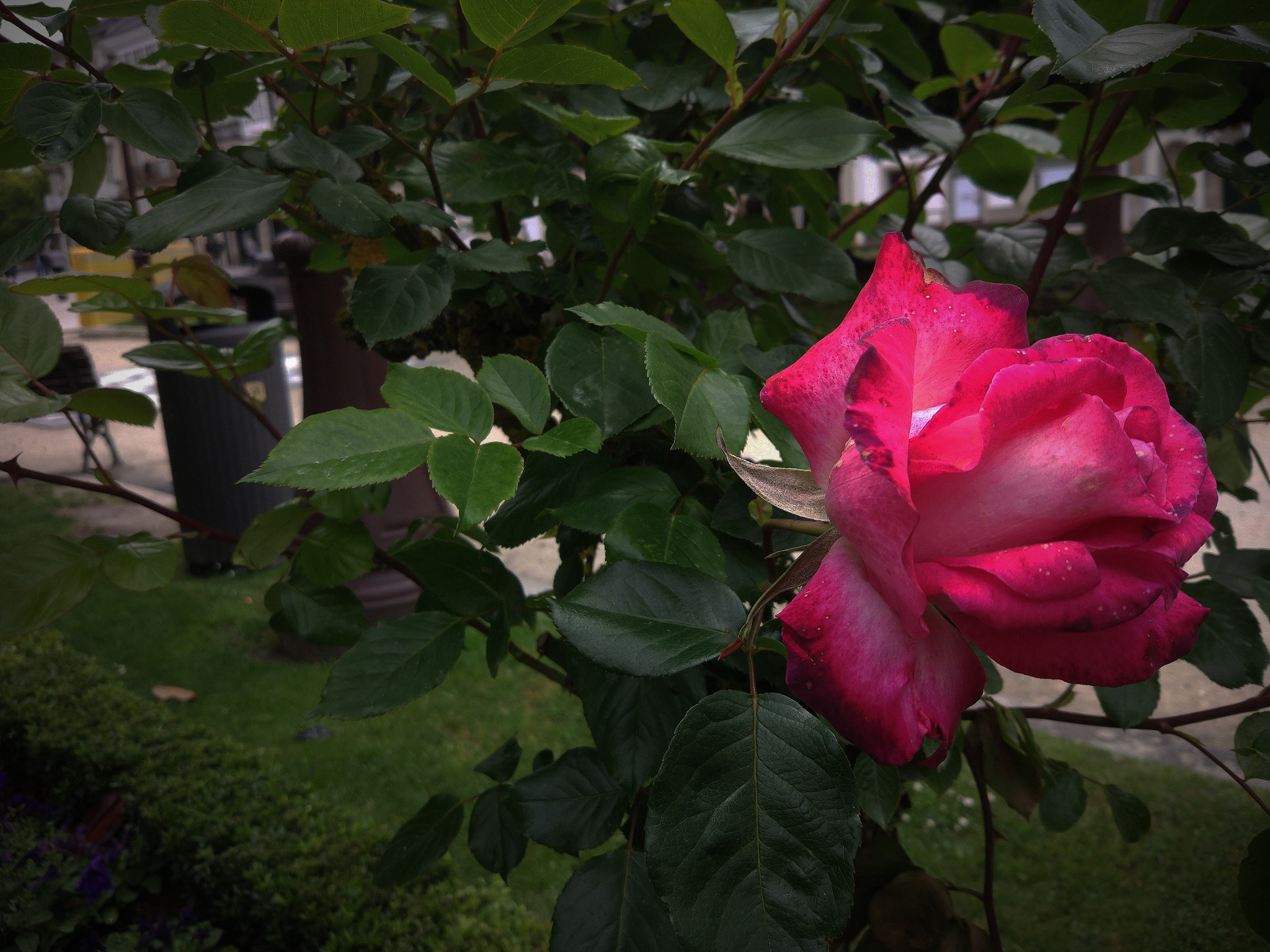 Xiaomi MI 5 sample photo. Regla de los tres tercios photography