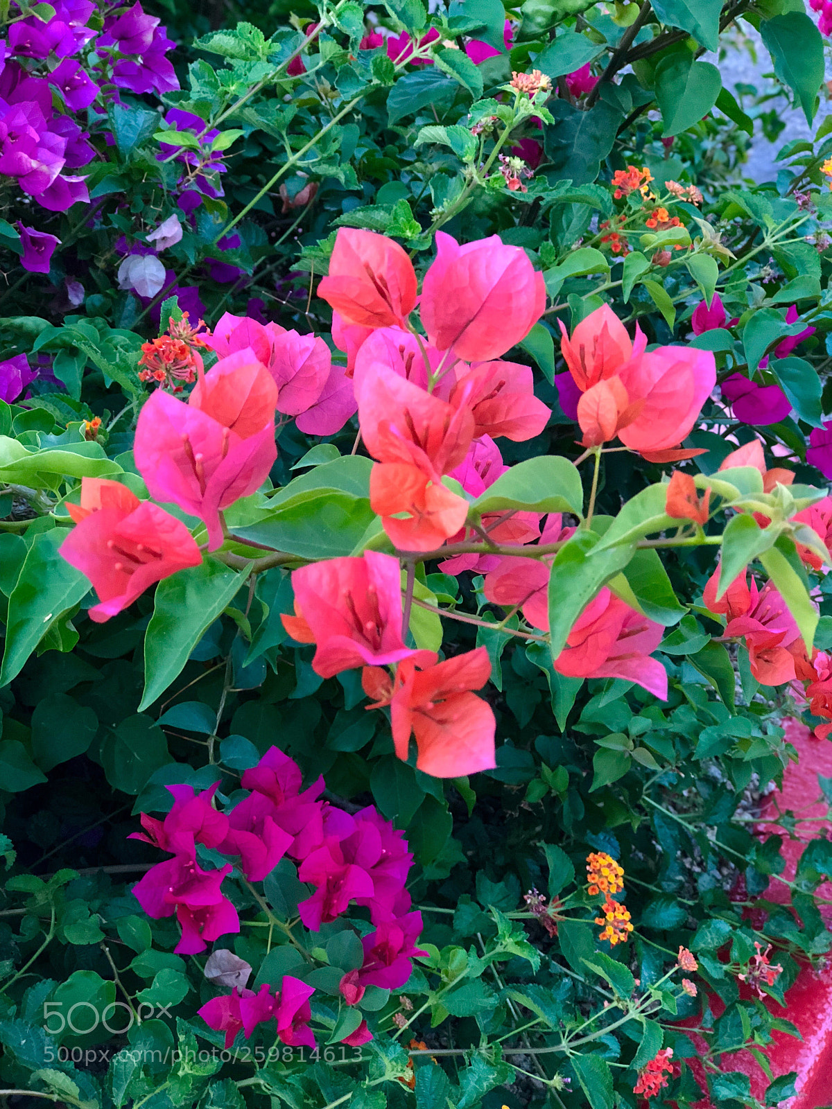 Apple iPhone 8 Plus sample photo. Pinks and purples photography