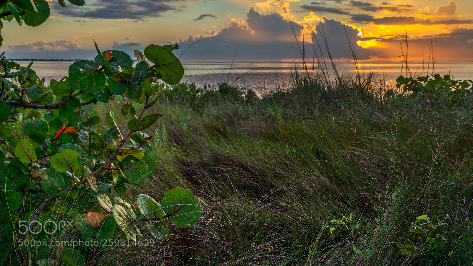 Sony a7R III sample photo. Seagrapes at sunset photography