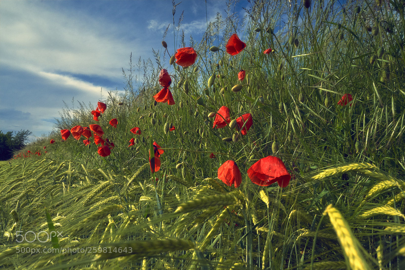 Sony a7R II sample photo. Poppy photography