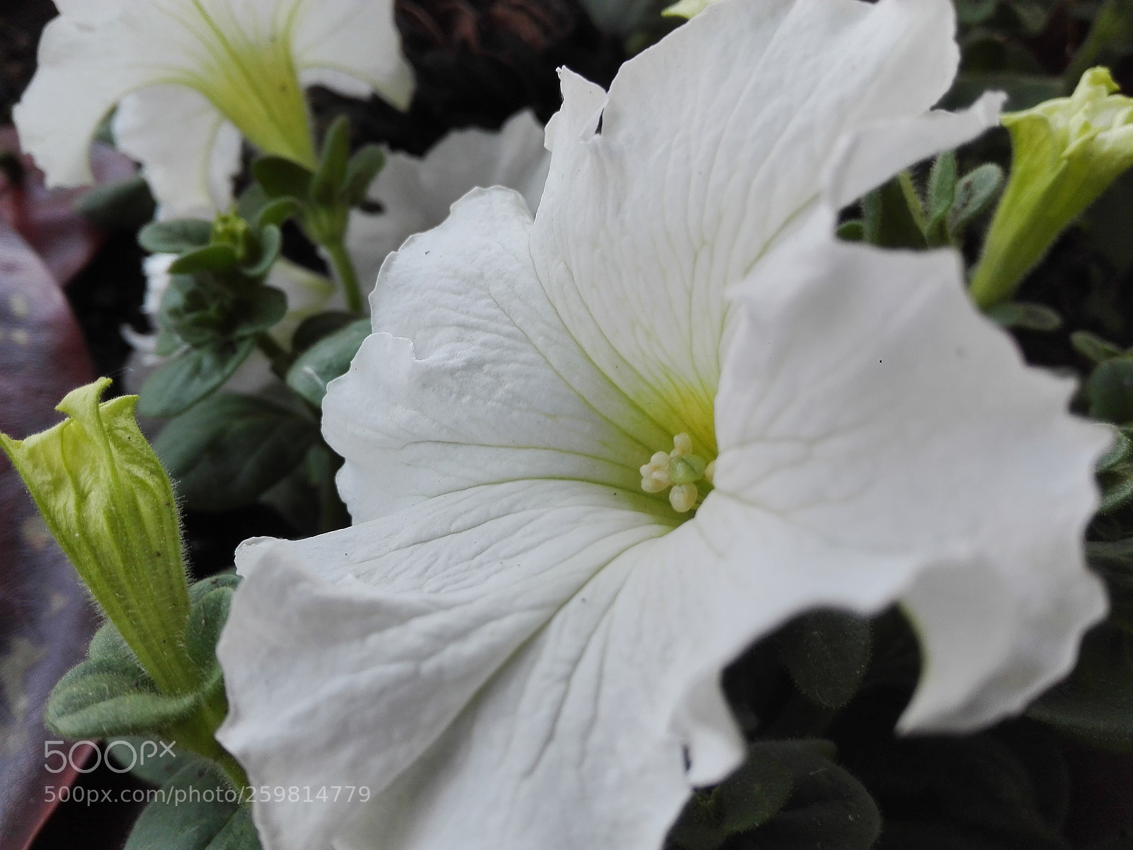 HUAWEI P8 Lite sample photo. Untitled photography